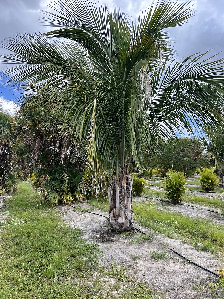 beccariophoenix-alfredii-high-plateau-coconut-palm-hardy-coconut-palm