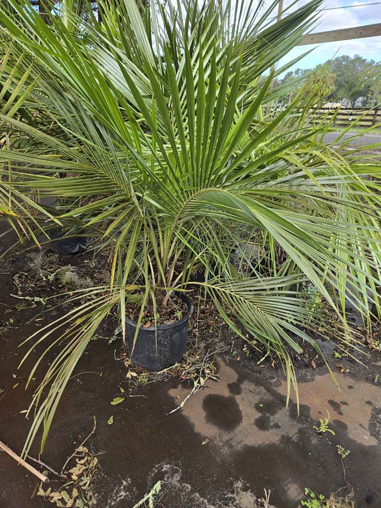 beccariophoenix-alfredii-high-plateau-coconut-palm-hardy-coconut-palm