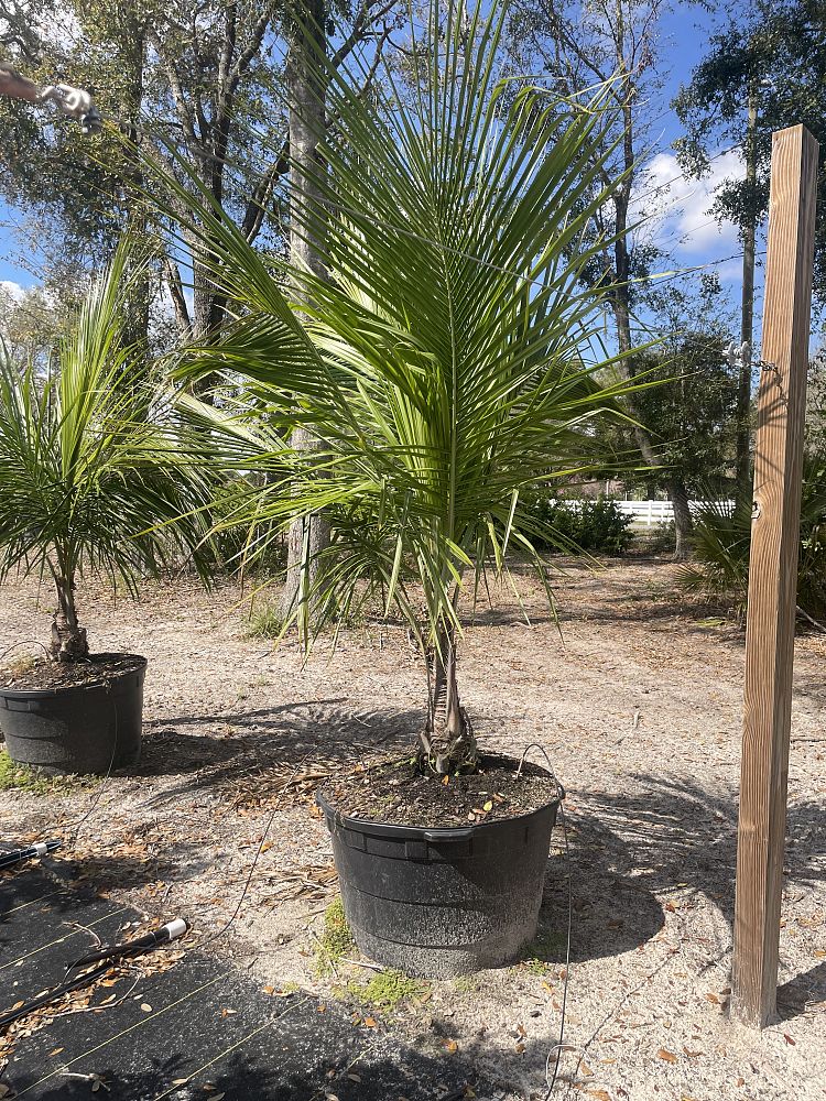 beccariophoenix-alfredii-high-plateau-coconut-palm-hardy-coconut-palm