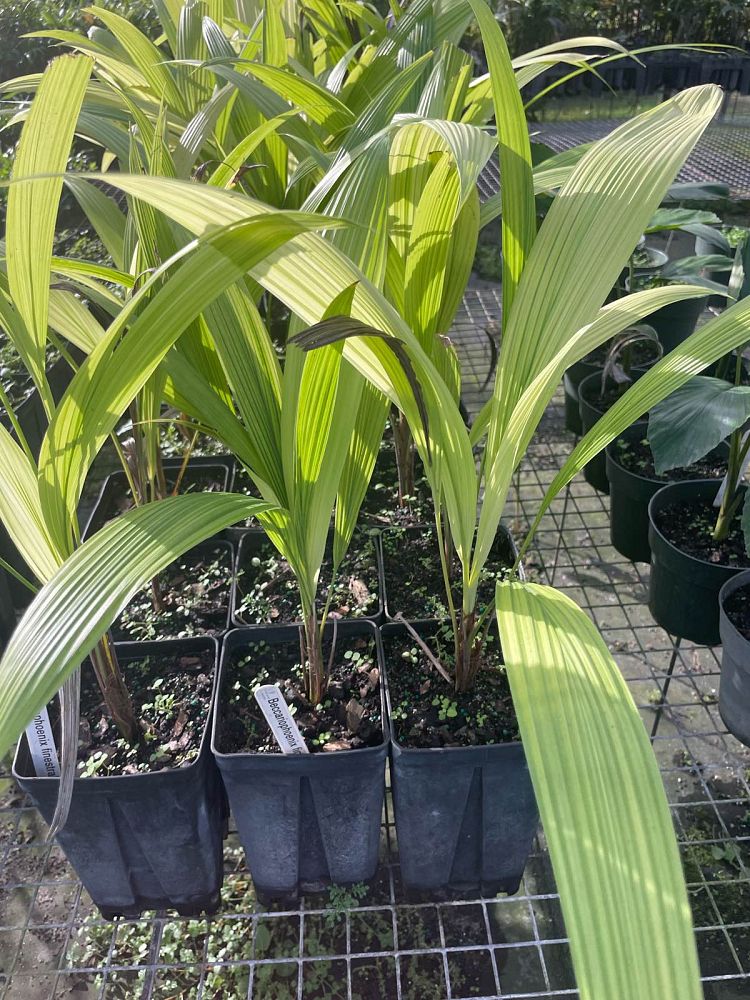 beccariophoenix-fenestralis-giant-windowpane-palm