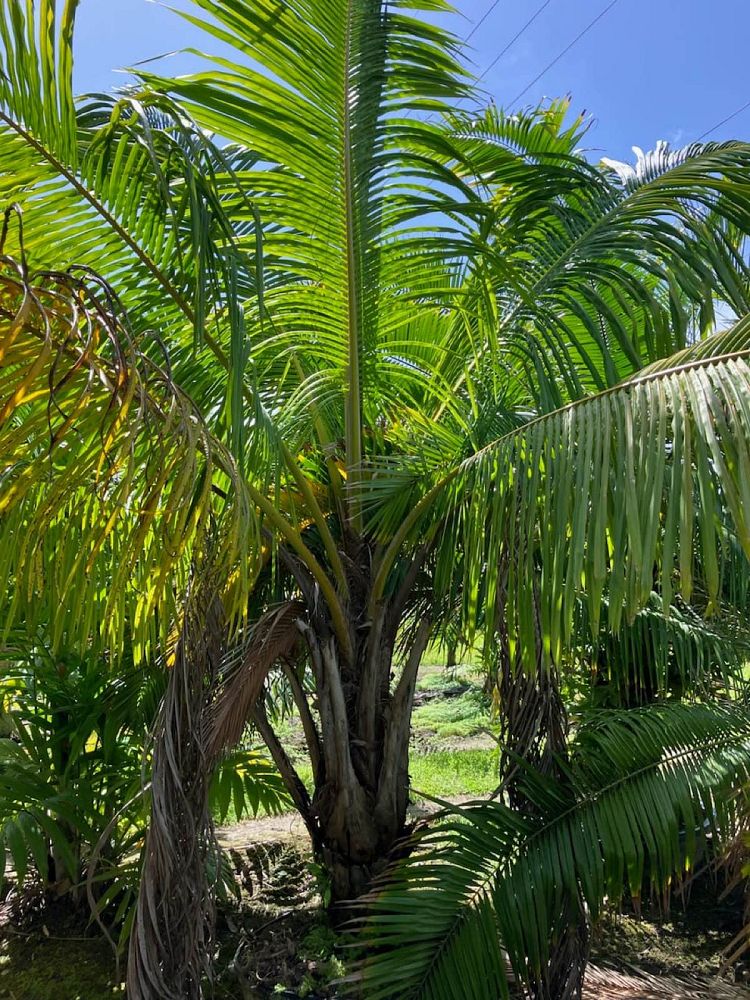 beccariophoenix-fenestralis-giant-windowpane-palm
