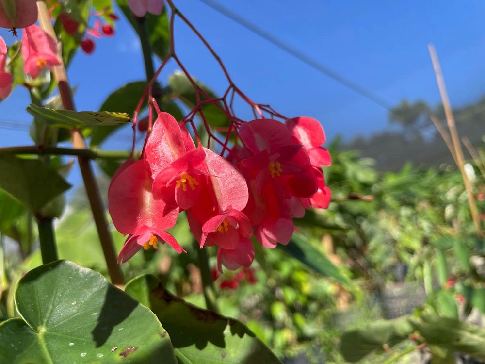 begonia-albo-picta-cane-begonia-bambusiforme-begonia