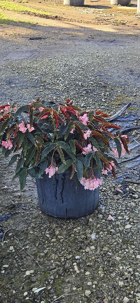 begonia-angel-wing-pink-angel-wing-begonia-cane-begonia