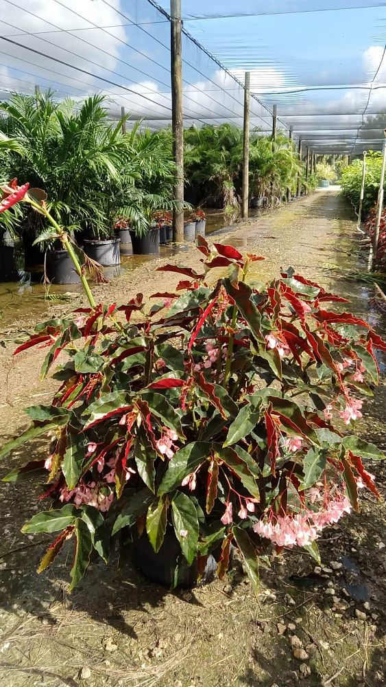 begonia-angel-wing-pink-angel-wing-begonia-cane-begonia