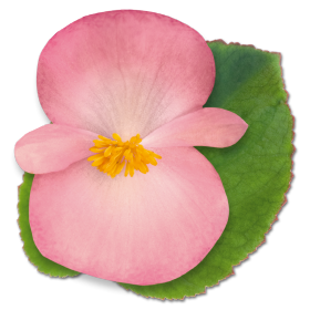 begonia-big-series-pink-green-leaf-wax-begonia