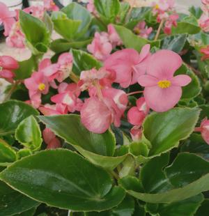 begonia-big-series-pink-green-leaf-wax-begonia