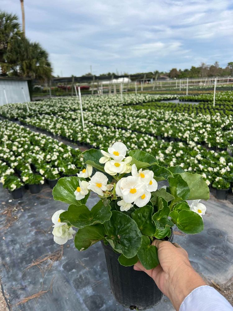 begonia-big-series-white-green-leaf-wax-begonia