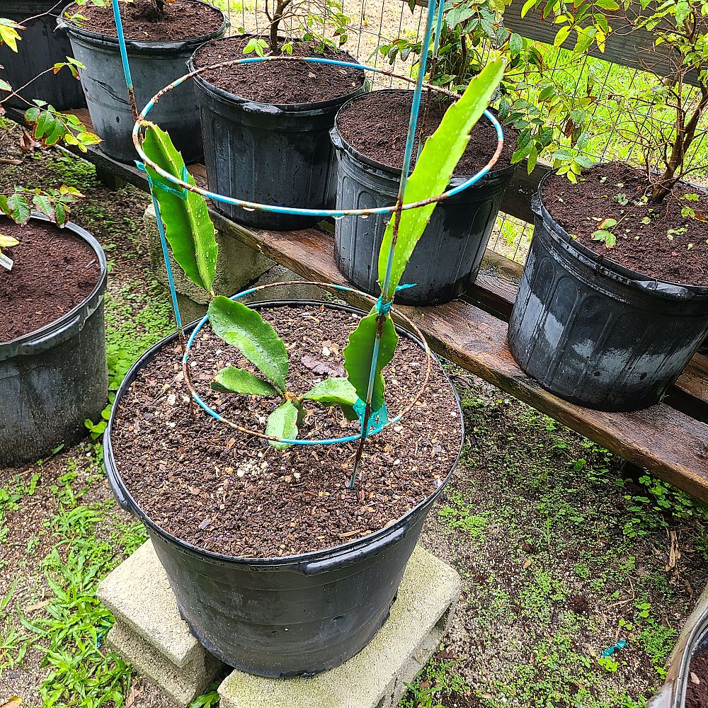 begonia-dragon-fruit