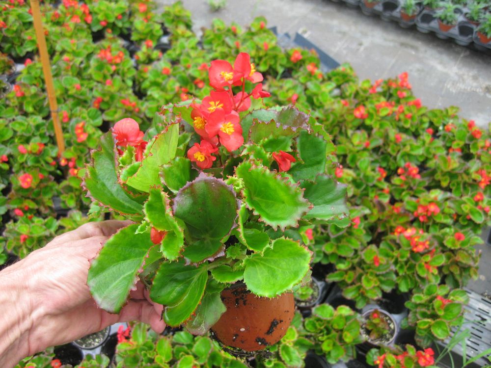 begonia-eureka-green-leaf-scarlet
