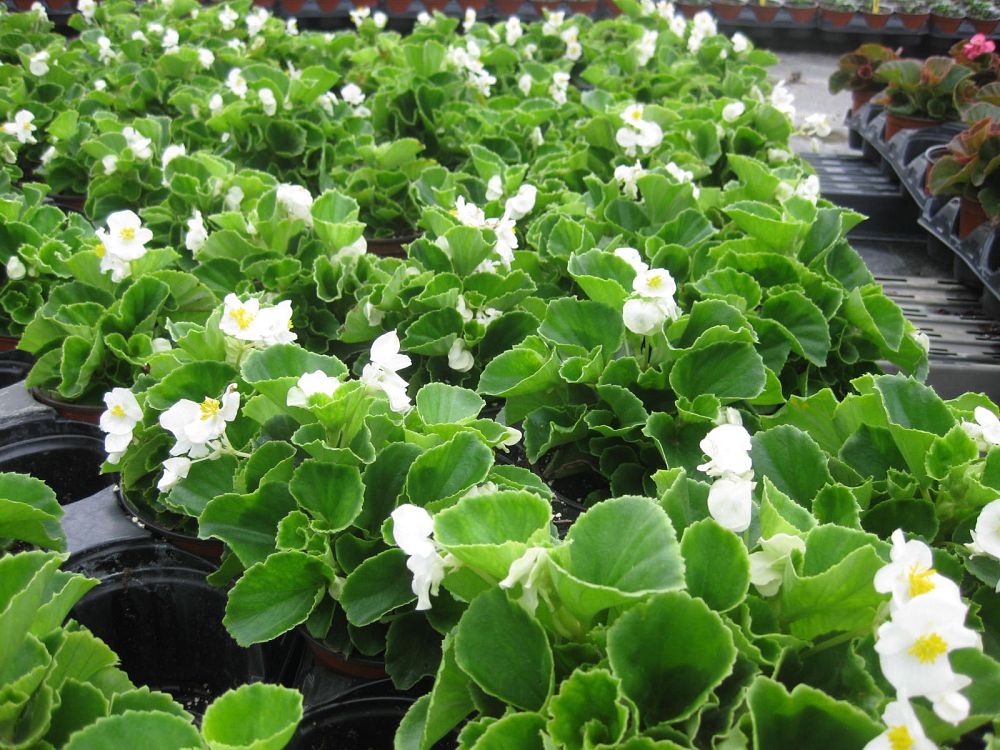 begonia-eureka-green-leaf-white
