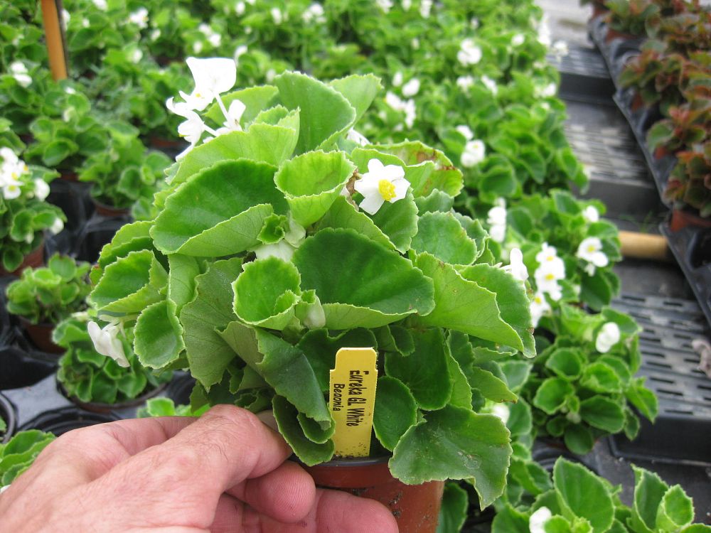 begonia-eureka-green-leaf-white