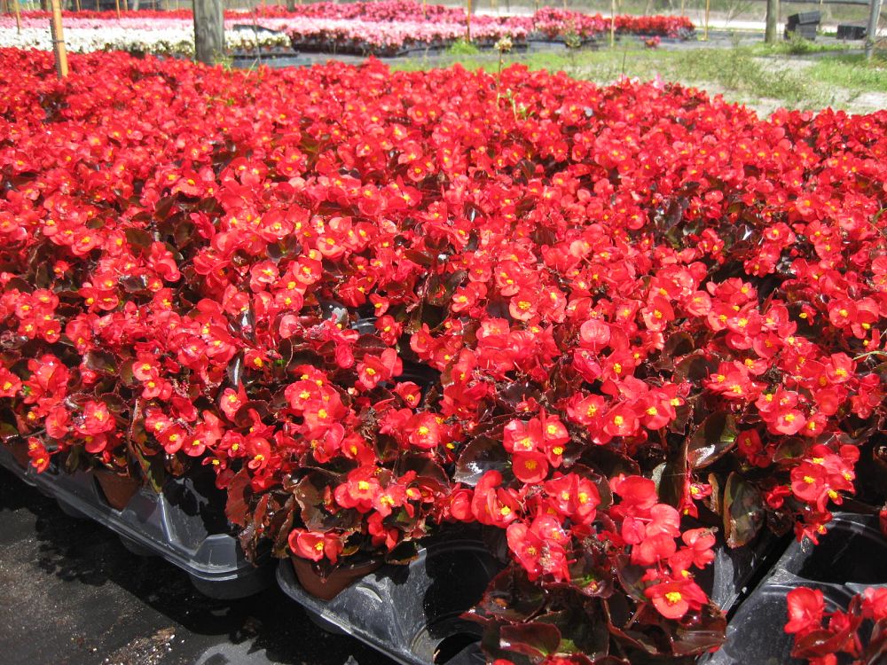 begonia-nightlife-red