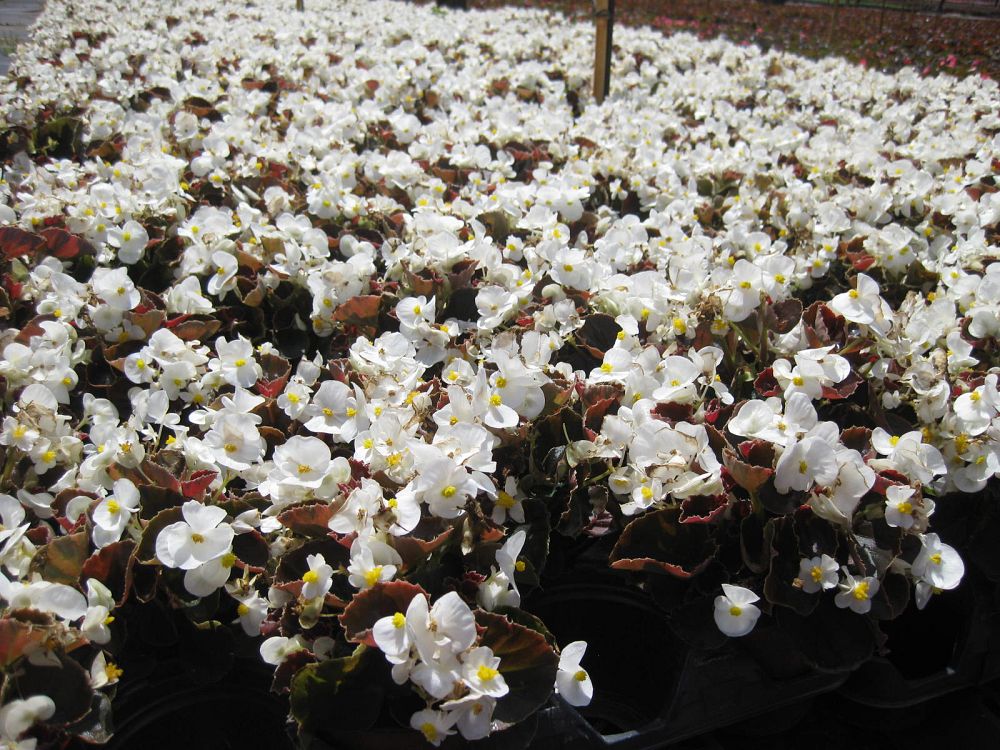 begonia-nightlife-white