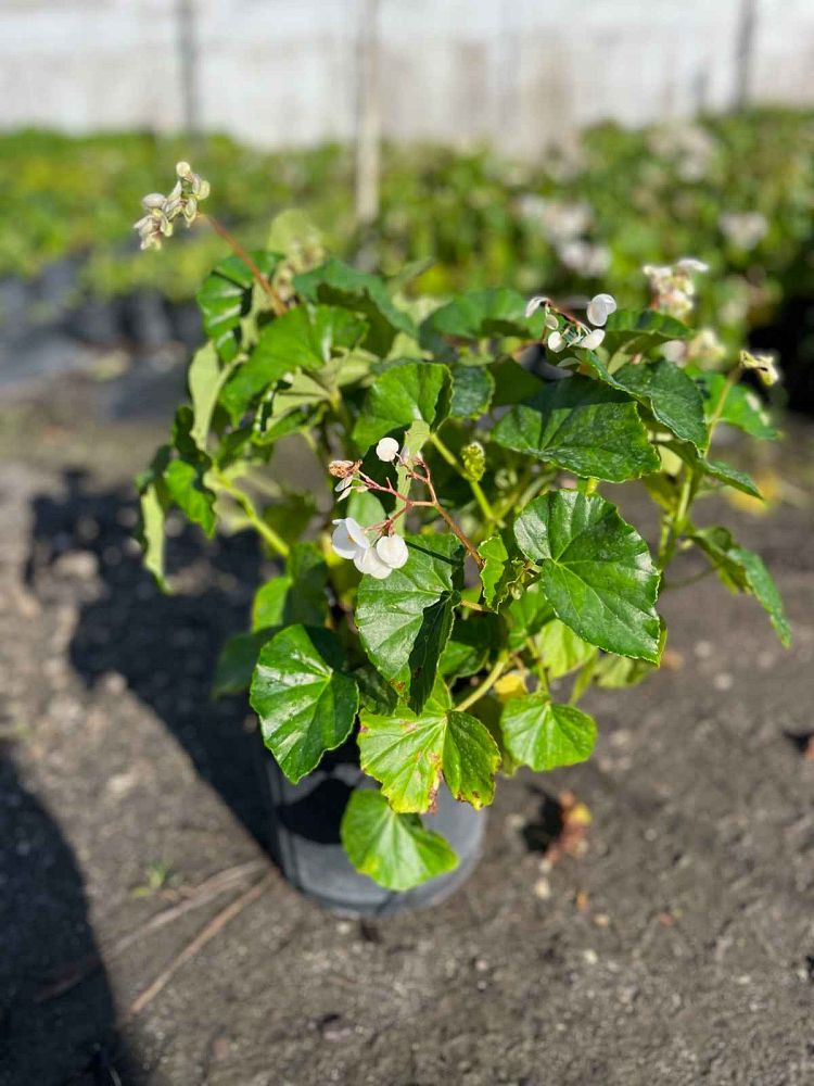 begonia-odorata-alba-white-begonia