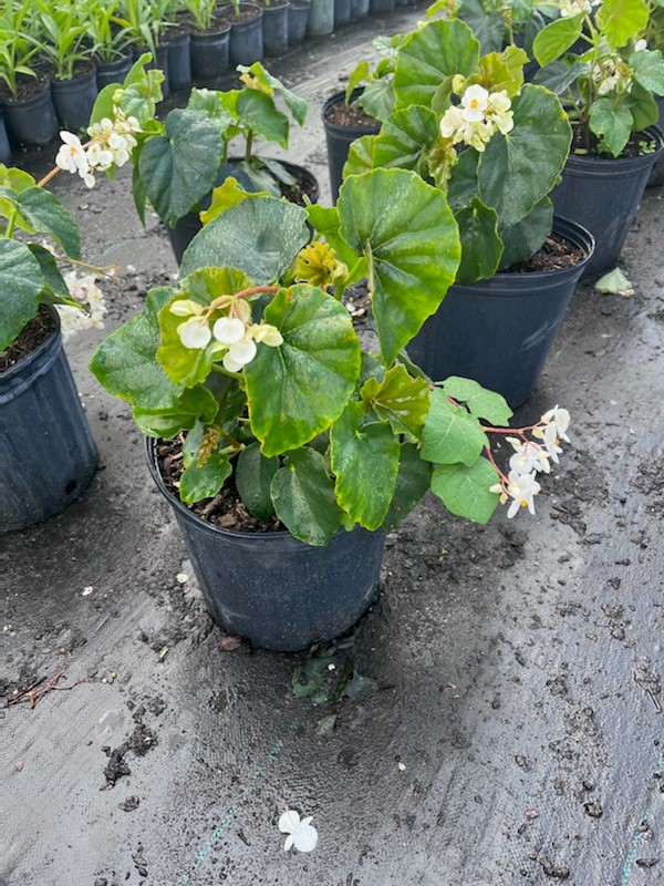 begonia-odorata-alba-white-begonia