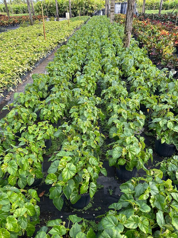 begonia-odorata-alba-white-begonia