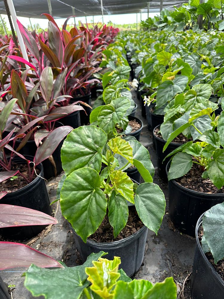 begonia-odorata-alba-white-begonia