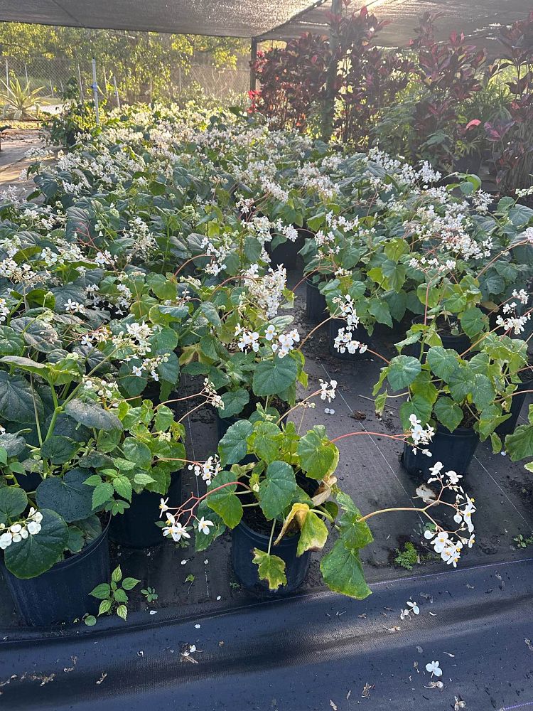 begonia-odorata-alba-white-begonia