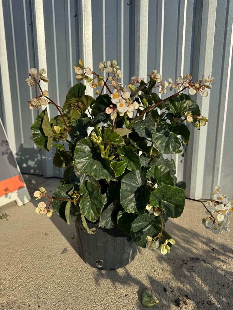 begonia-odorata-alba-white-begonia