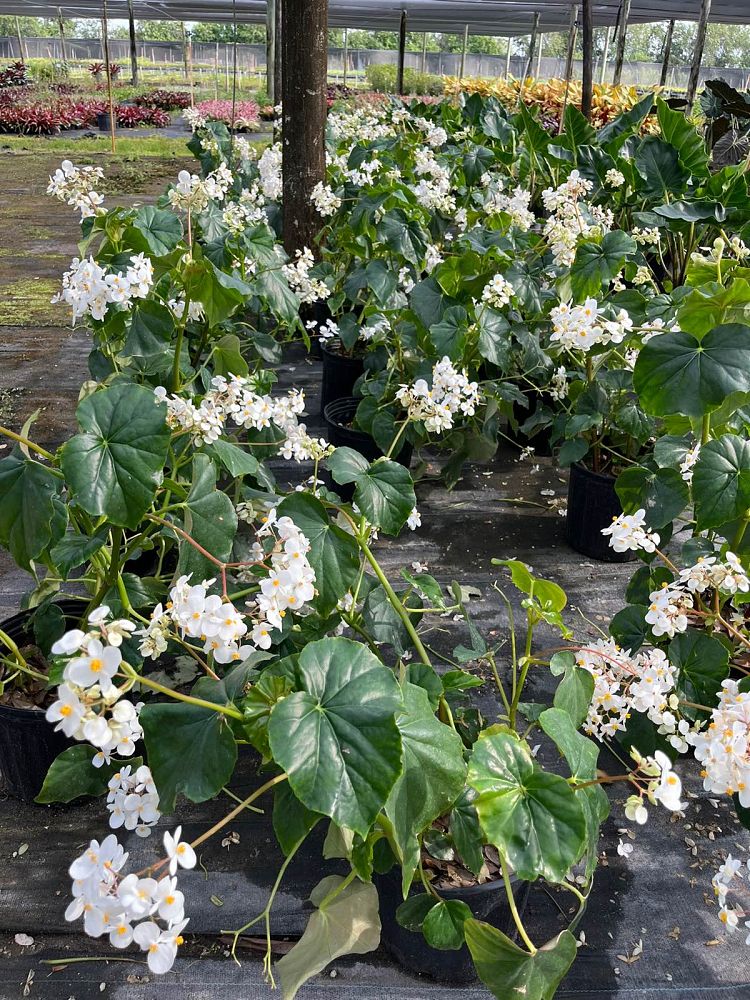 begonia-odorata-alba-white-begonia