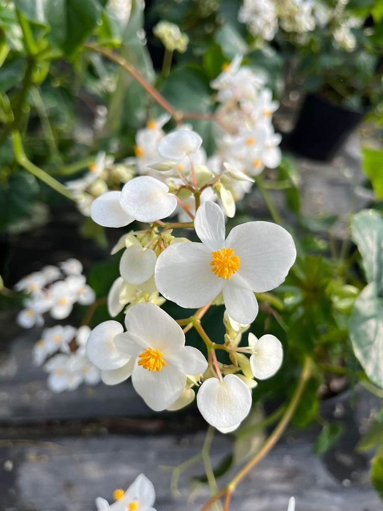 begonia-odorata-alba-white-begonia