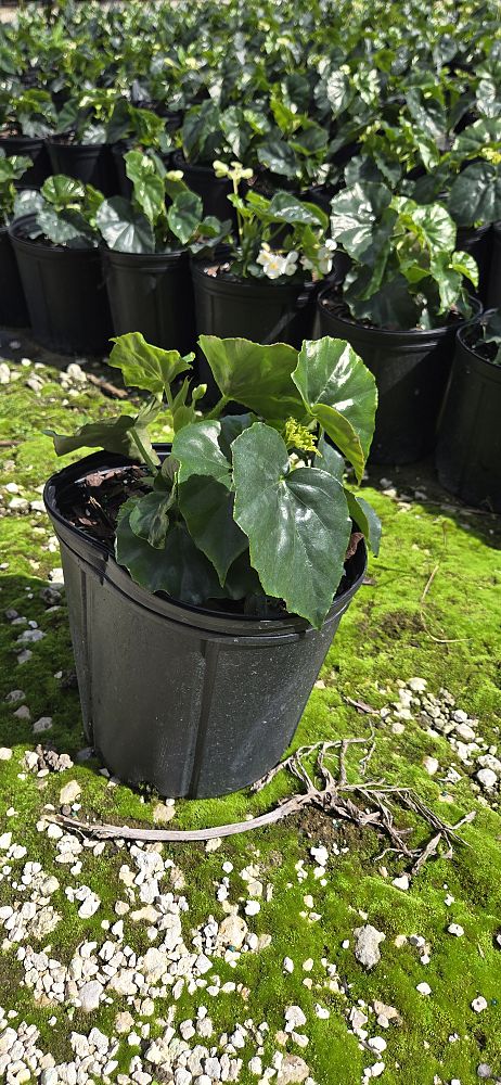 begonia-odorata-alba-white-begonia