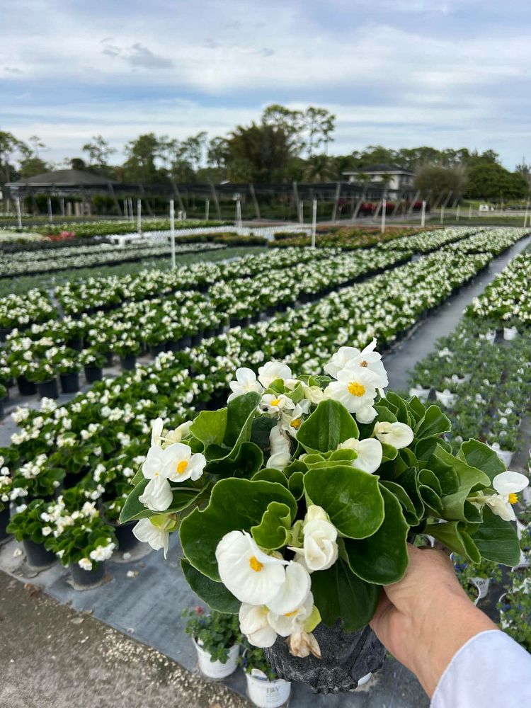 begonia-tophat-white