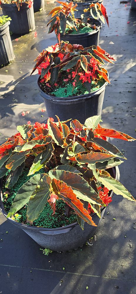 begonia-torch-red-cane-begonia-angel-wing-begonia