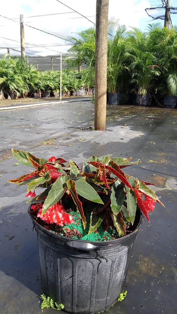 begonia-torch-red-cane-begonia-angel-wing-begonia