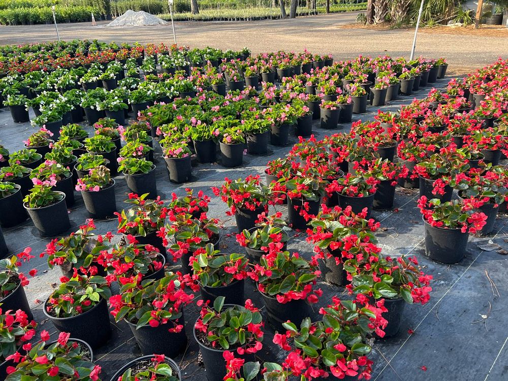 begonia-x-benariensis-whopper-red-with-green-leaf-wax-begonia-fibrous-rooted-begonia