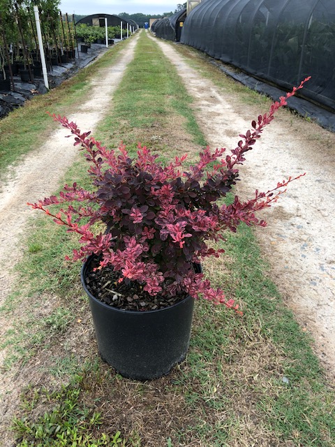 berberis-thunbergii-crimson-pygmy-japanese-barberry