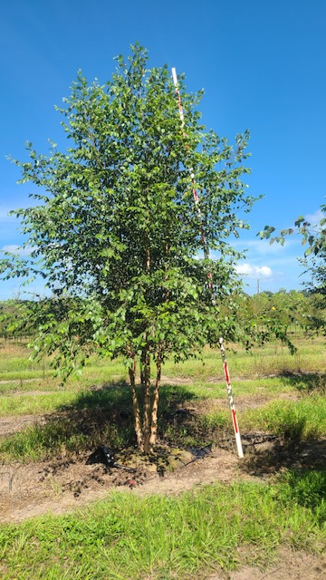 betula-nigra-bnmtf-riverbirch-dura-heat