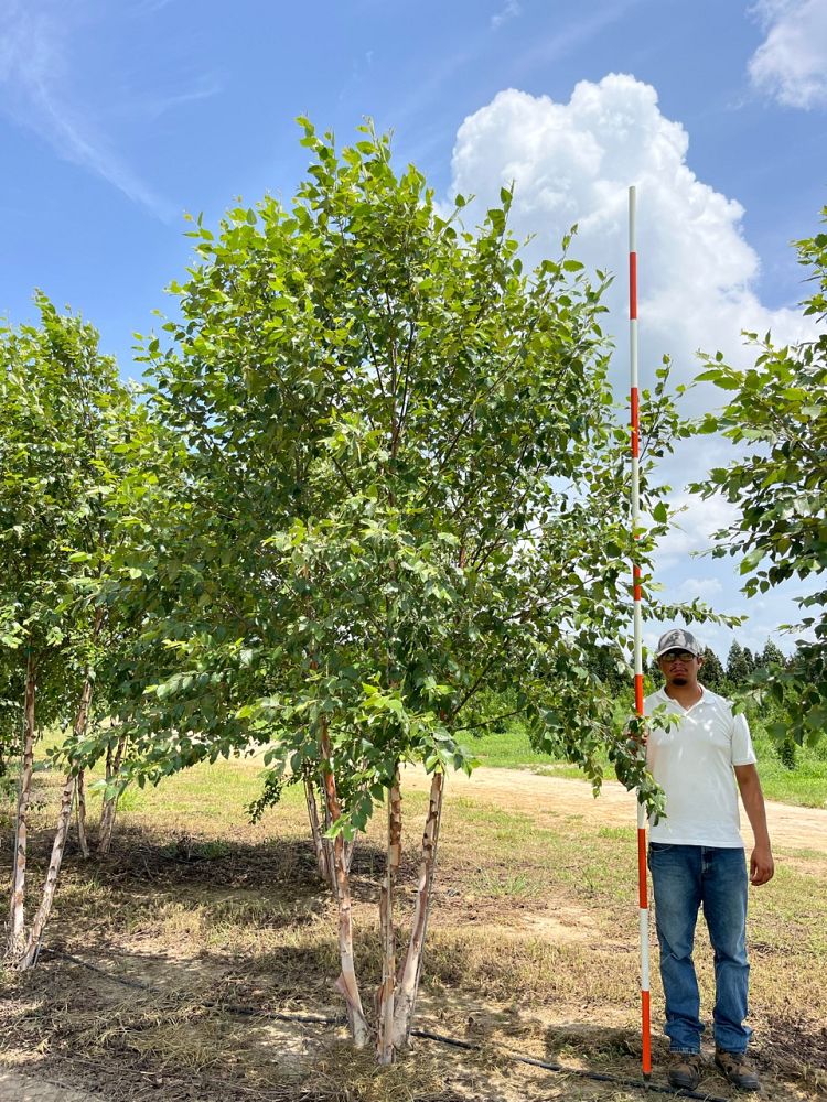 betula-nigra-bnmtf-riverbirch-dura-heat