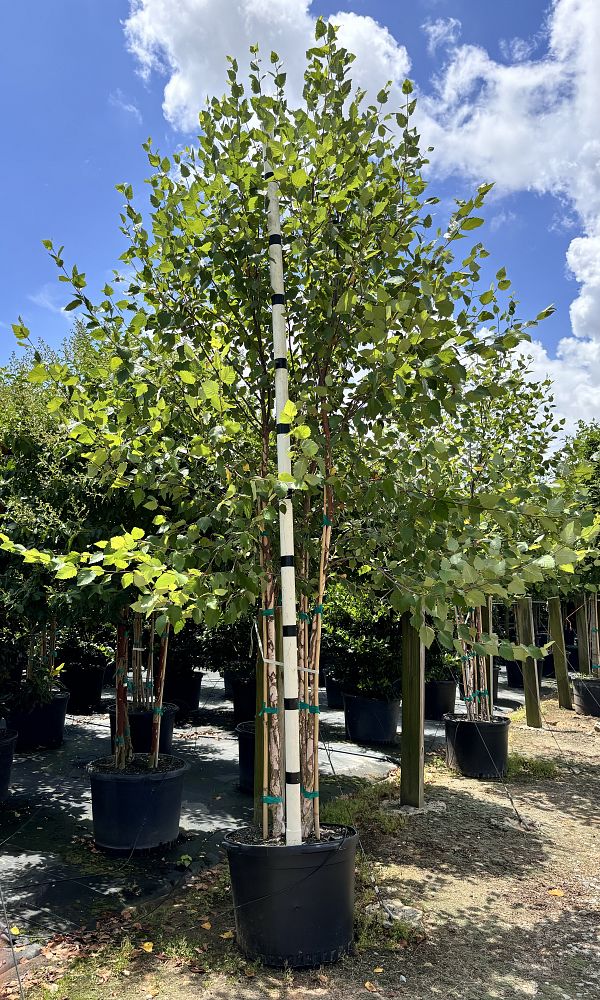 betula-nigra-riverbirch