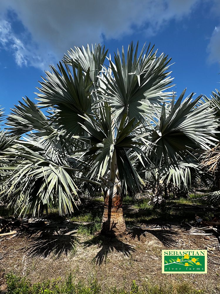 bismarckia-nobilis-bismarck-palm