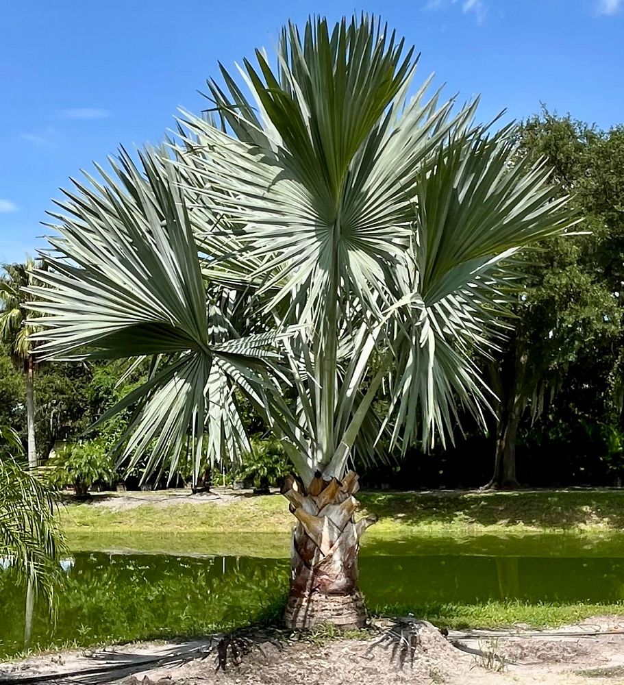 bismarckia-nobilis-bismarck-palm