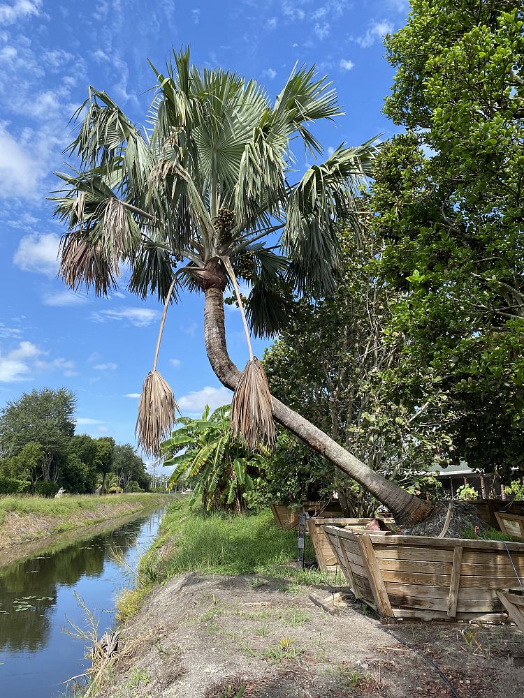 bismarckia-nobilis-silver-bismarck-palm