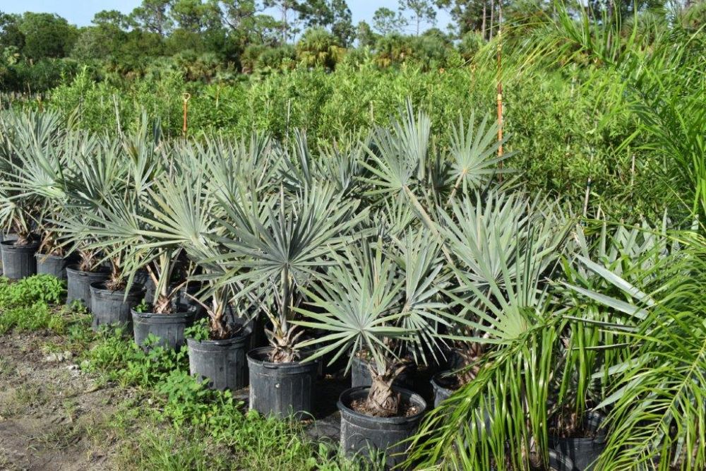 bismarckia-nobilis-silver-bismarck-palm