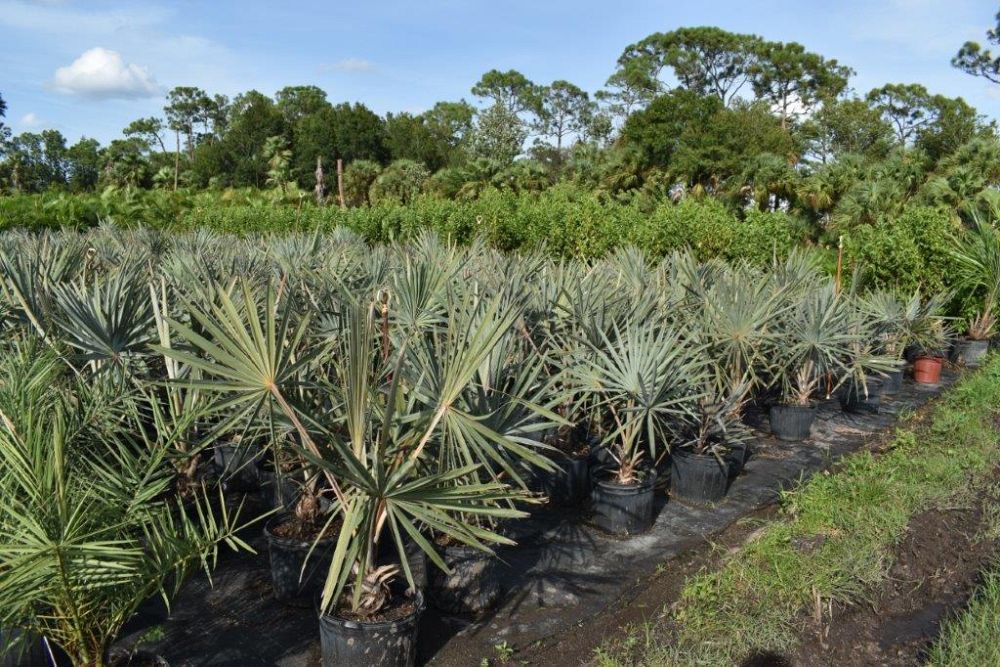 bismarckia-nobilis-silver-bismarck-palm