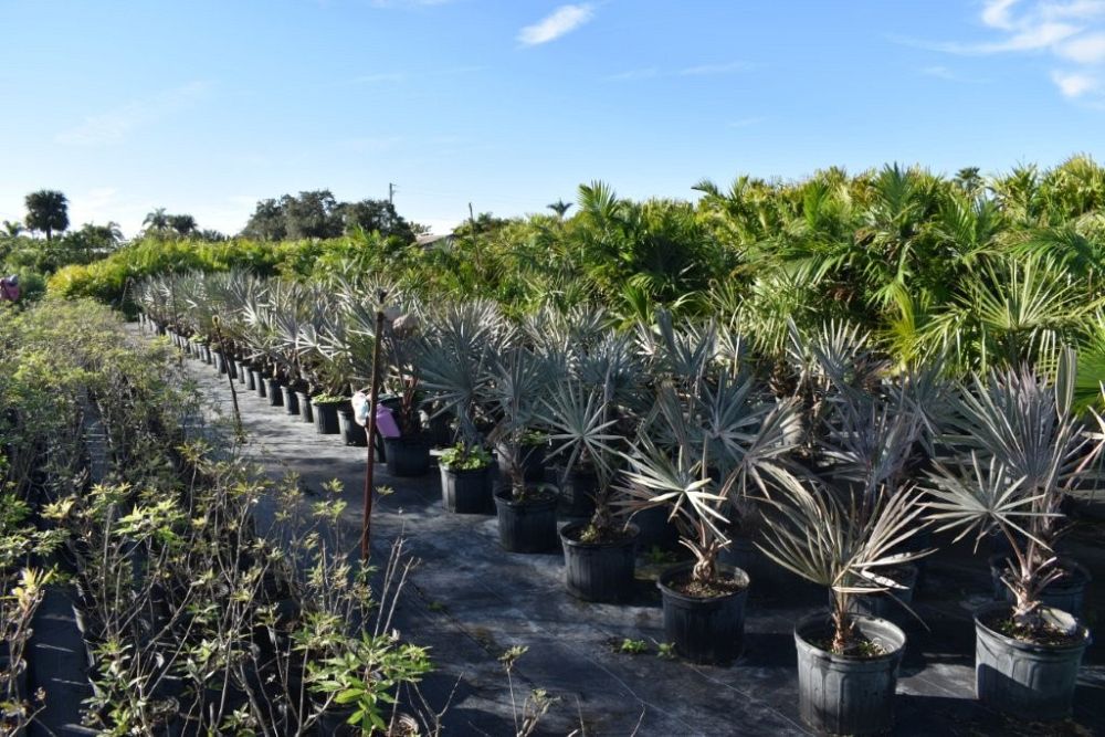 bismarckia-nobilis-silver-bismarck-palm