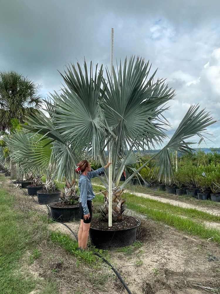 bismarckia-nobilis-silver-bismarck-palm