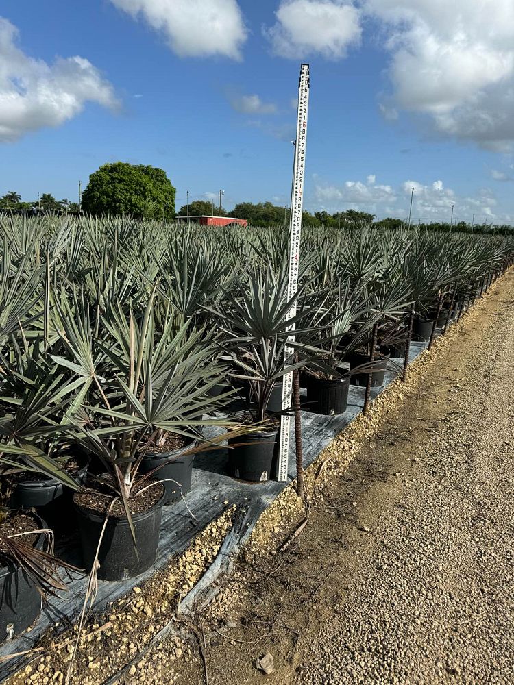 bismarckia-nobilis-silver-bismarck-palm