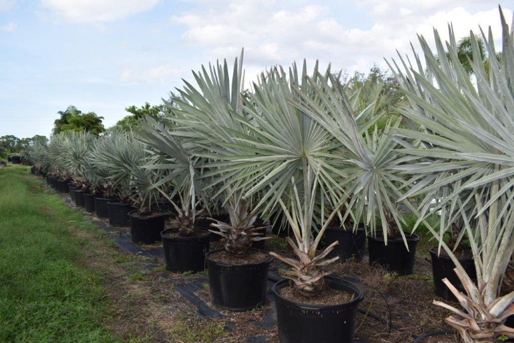 bismarckia-nobilis-silver-bismarck-palm