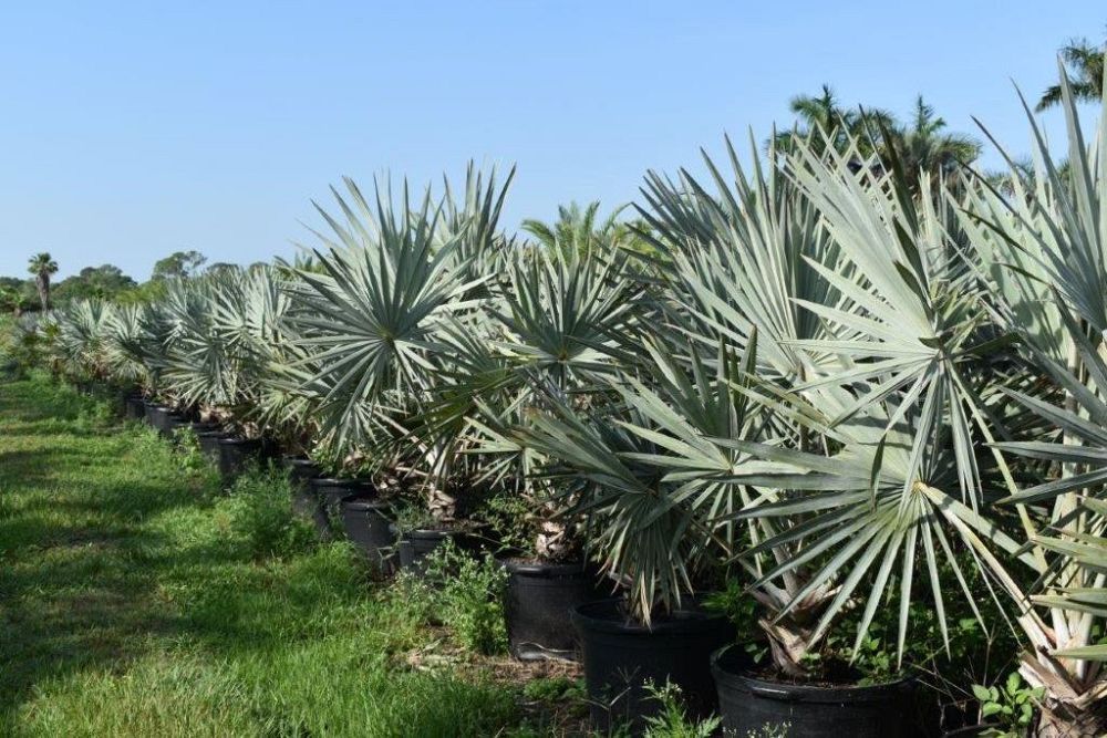 bismarckia-nobilis-silver-bismarck-palm