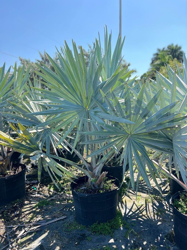 bismarckia-nobilis-silver-bismarck-palm