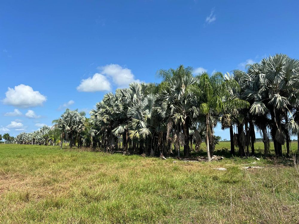 bismarckia-nobilis-silver-bismarck-palm