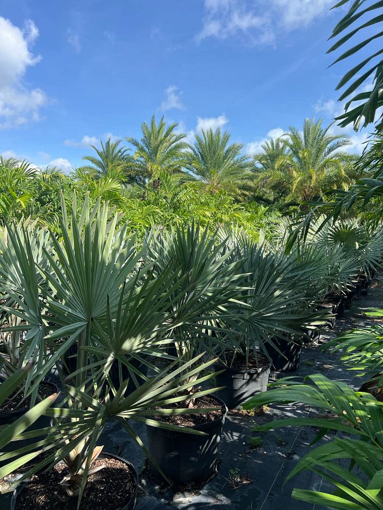 bismarckia-nobilis-silver-bismarck-palm