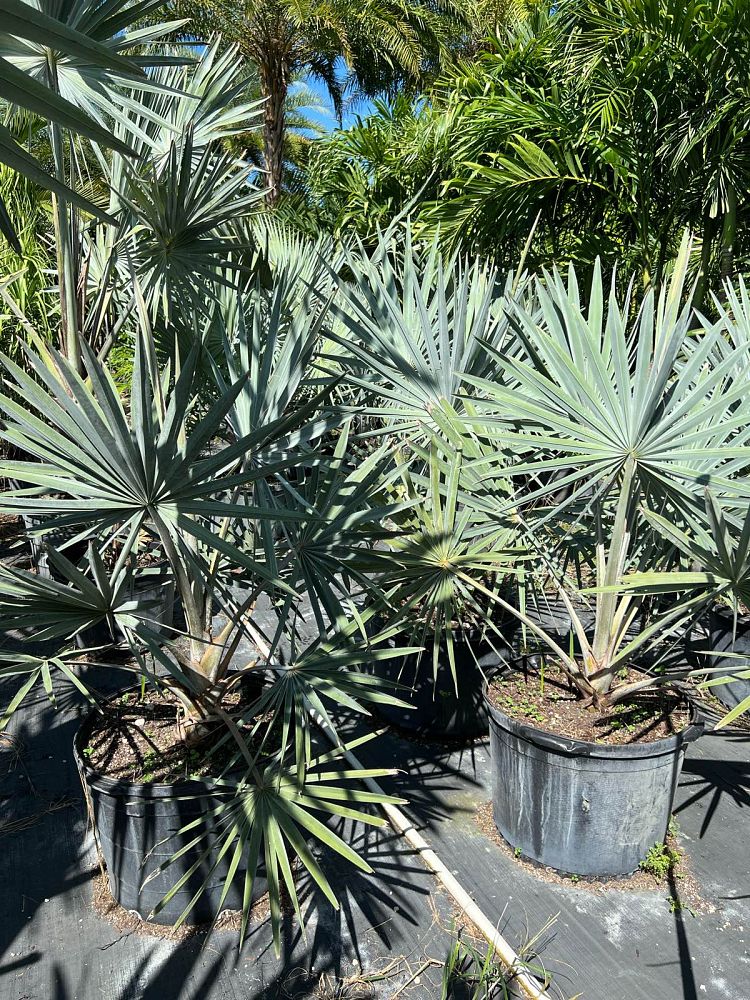 bismarckia-nobilis-silver-bismarck-palm