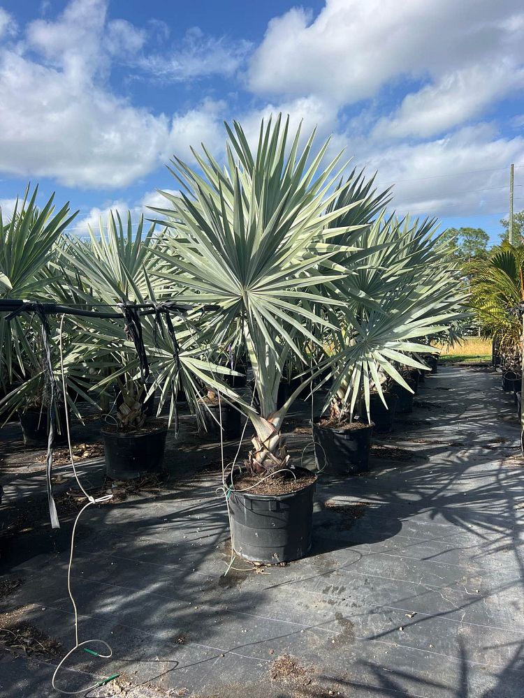 bismarckia-nobilis-silver-bismarck-palm