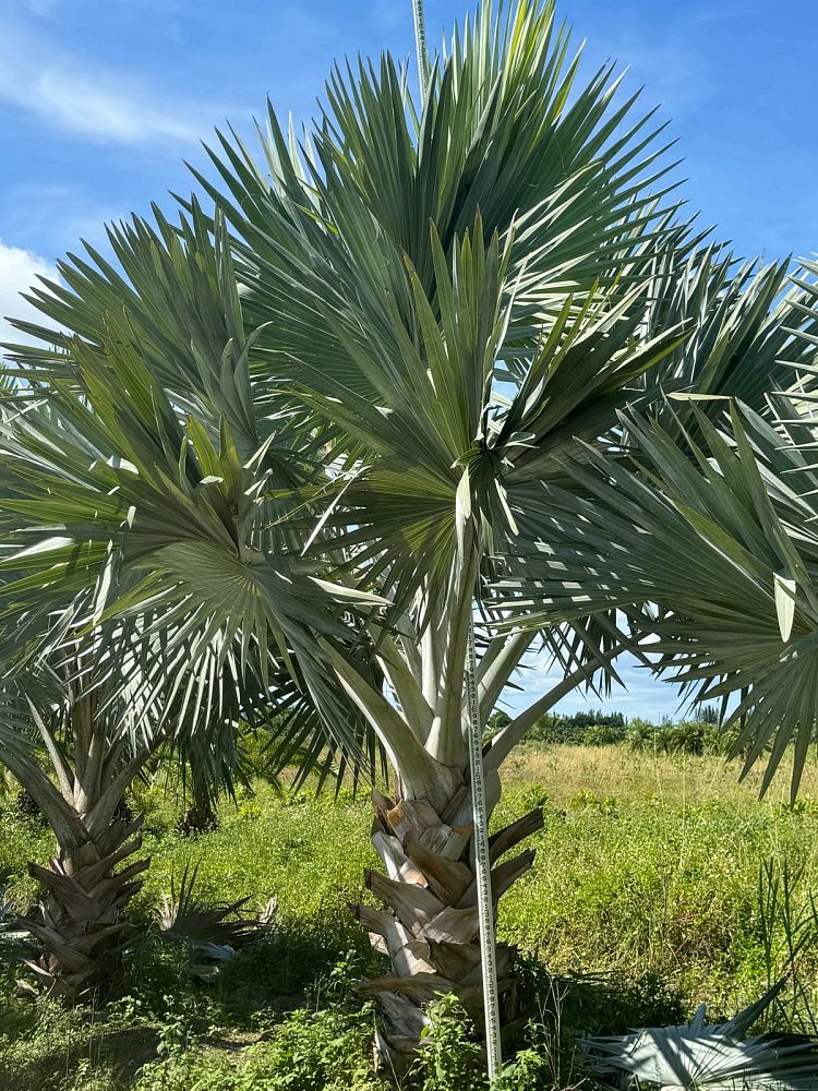 bismarckia-nobilis-silver-bismarck-palm